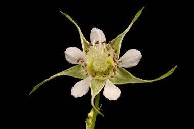 Ahududu (Rubus idaeus). Çiçek Kapanışı