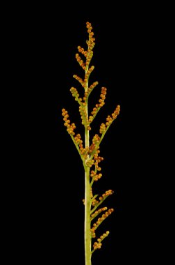 Deri Greyfurt (Botrychium multifidum). Sporophore Kapanış