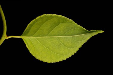 Asa Vine (Celastrus orbiculatus). Yaprak Kapanışı