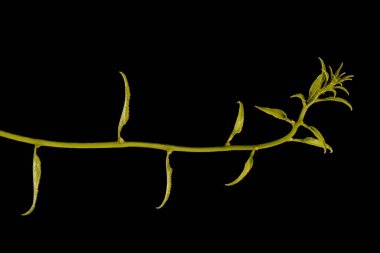 Asa Vine (Celastrus orbiculatus). Bitkisel çekim yakın çekim