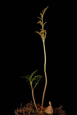 Deri Greyfurt (Botrychium multifidum). Alışkanlık