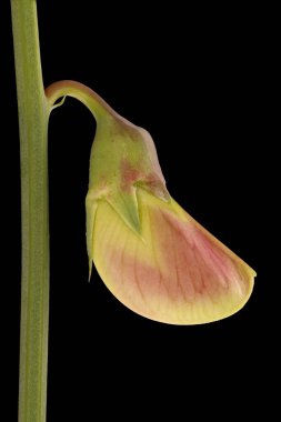 Geniş yapraklı ebedi bezelye (Lathyrus latifolius). Çiçekli Bud Kapanış