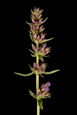 Hyssop (Hyssopus officinalis). Genç Infloresans Yakın plan