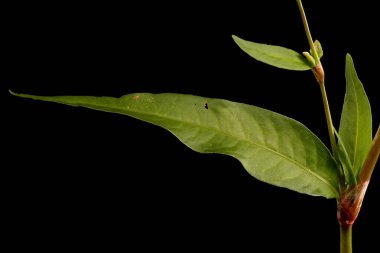 Su Karabiberi (Persicaria hidroterapi). Buhar ve Yapraklar Kapalı
