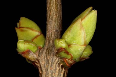 Leylak (şırınga vulgaris). Yanal ve Aksesuar Tomurcuklar Yakın plan