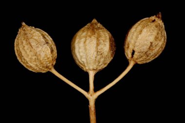 Kişniş (Coriandrum sativum). Olgun Meyve Kapanışı