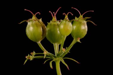 Kişniş (Coriandrum sativum). Olgunlaşmamış Meyve Kapanışı