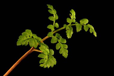 Deri Greyfurt (Botrychium multifidum). Trophophore Kapanış