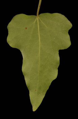 Yaygın Ivy (Hedera helix). Yaprak Kapanışı