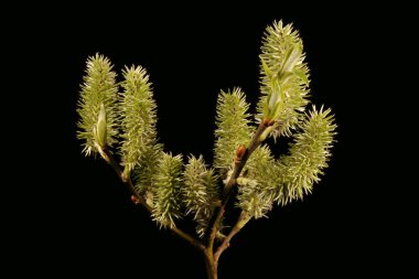 Keçi Söğüdü (Salix caprea). Kadın Enfeksiyonu. Yakın çekim.