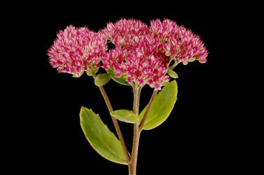 Orpine (Hylotelephium telephium). Enfeksiyon. Yakın çekim.