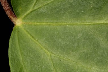 Yaygın Ivy (Hedera helix). Yaprak Ayrıntısı Kapatma