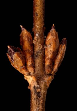 Forsythia Bahçesi (Forsythia x intermedia). Yan Çiçek Tomurcukları Yakın plan