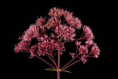 Mor Joe-Pye otu (Eutrochium purpureum). Enfeksiyon. Yakın çekim.