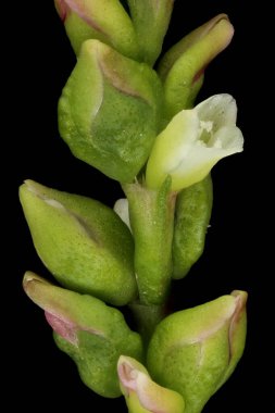 Su Karabiberi (Persicaria hidroterapi). Inflorescence Detay Kapatma