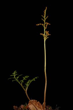 Deri Greyfurt (Botrychium multifidum). Alışkanlık