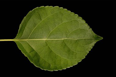 Asa Vine (Celastrus orbiculatus). Yaprak Kapanışı