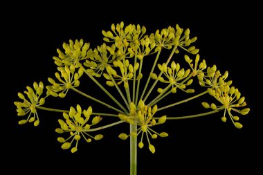 Dill (Anethum Graveolens). Olgunlaşmamış Meyveli Umbel Kapanışı
