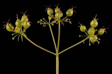 Kişniş (Coriandrum sativum). Olgunlaşmamış İnfructescence Yakın çekim