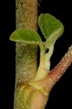 Yaygın Ivy (Hedera helix). Axillary Yakın plan çekim