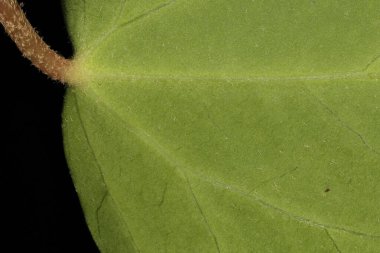 Yaygın Ivy (Hedera helix). Yaprak Ayrıntısı Kapatma