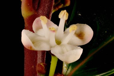 Holly (Ilex aquifolium). Erkek Çiçek Kapanışı