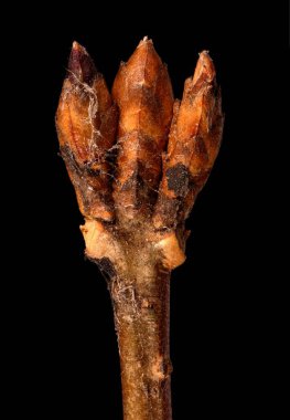 Forsythia Bahçesi (Forsythia x intermedia). Uçbirim Çiçek Tomurcukları Kapanışı