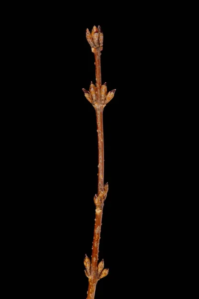 Garden Forsythia Forsythia Intermedia Overwinteren Twig Bearing Flower Buds — Stockfoto