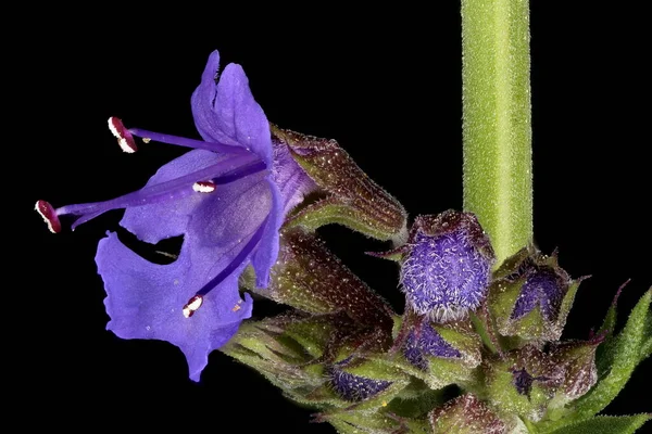 Hyssop Hyssopus Officinalis Primo Piano Fiore — Foto Stock