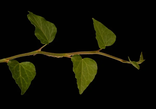 Common Ivy Hedera Help Привычка — стоковое фото