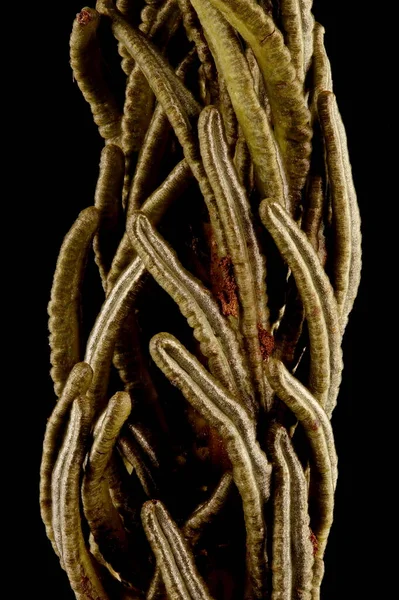 Pštrosí Fern Matteuccia Struthiopteris Detailní Detailní Záběr Plodného Lístku — Stock fotografie