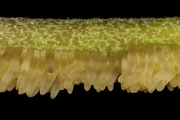 Common Ivy Hedera Helix Stem Aerial Roots Closeup — Foto de Stock