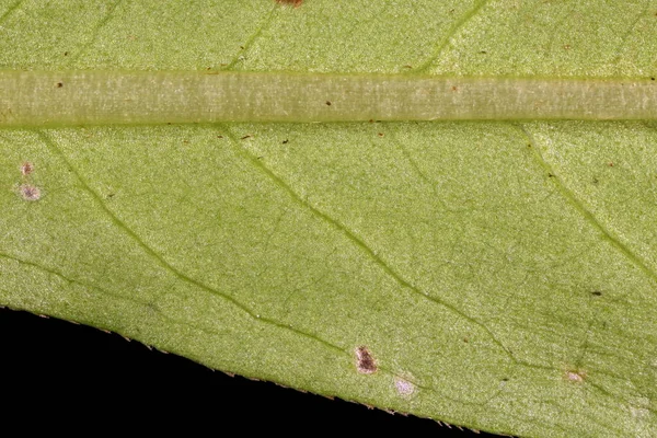 Pimenta Água Persicaria Hydropiper Detalhe Folha Fechar — Fotografia de Stock