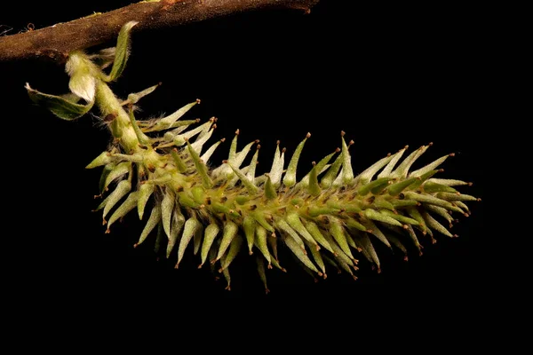 Salgueiro Cabra Salix Caprea Inflorescência Feminina Closeup — Fotografia de Stock