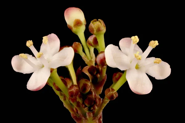 Houx Ilex Aquifolium Inflorescence Mâle Détail Gros Plan — Photo