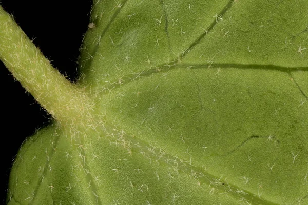 Common Ivy Hedera Help Деталь Крупным Планом — стоковое фото