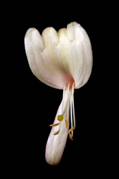 Perlistny Wiciokrzew Lonicera Caprifolium Kwiat Zbliżenie — Zdjęcie stockowe
