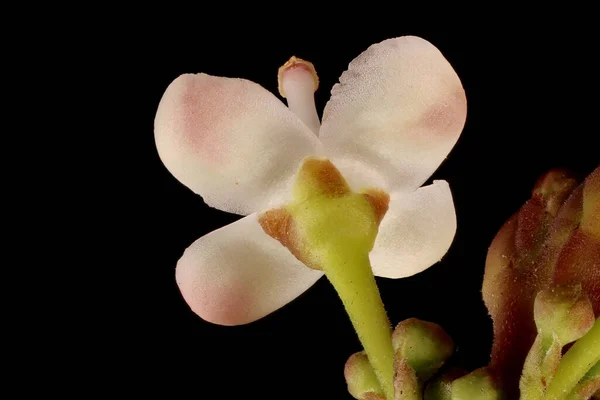 Stechpalme Ilex Aquifolium Männliche Blume Nahaufnahme — Stockfoto