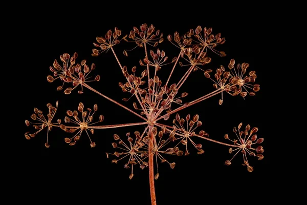 Dill (Anethum Graveolens). Olgun Meyveli Umbel Kapanışı