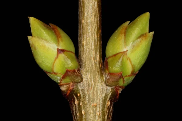 Лілак Syringa Vulgaris Закриття Бічних Бруньок — стокове фото