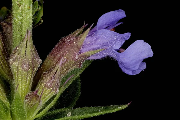 Hyssop Hyssopus Officinalis Flower Closeup — Foto de Stock