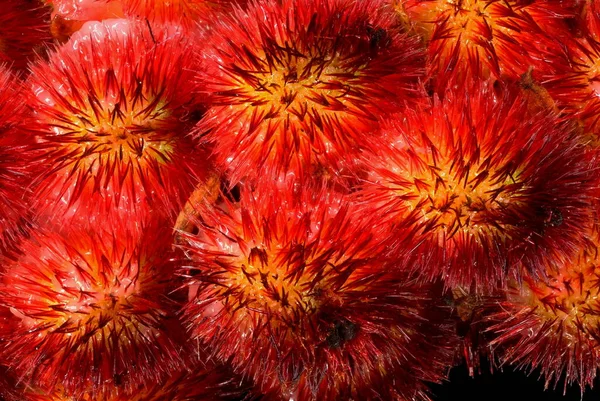 Staghorn Sumac Rhus Typhina Zbliżenie Owoców — Zdjęcie stockowe