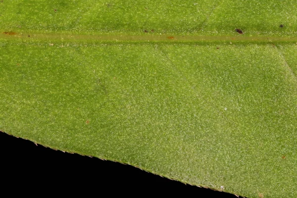 Water Pepper Persicaria Hydropiper Leaf Detail Closeup — Foto de Stock