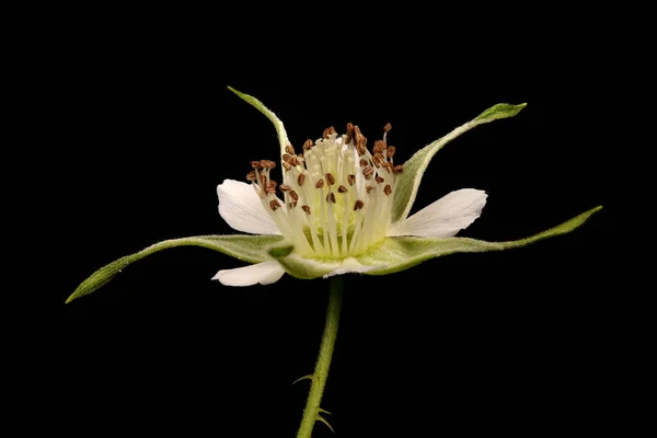 Lampone Rubus Idaeus Primo Piano Fiore — Foto Stock