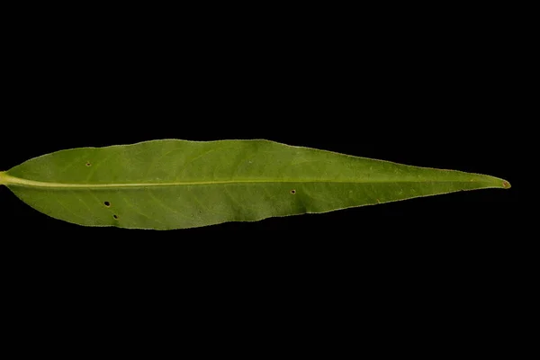 水胡椒 Persicaria Hydropiper 叶斗篷 — 图库照片