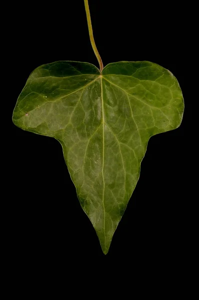 Common Ivy Hedera Helix Detailní Záběr Listu — Stock fotografie