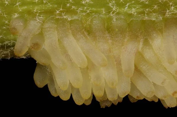 Common Ivy Hedera Helix Stem Aerial Roots Closeup — Foto de Stock
