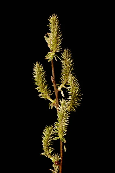 Kecskefűzfa Salix Caprea Női Infloreszcencia Közelkép — Stock Fotó