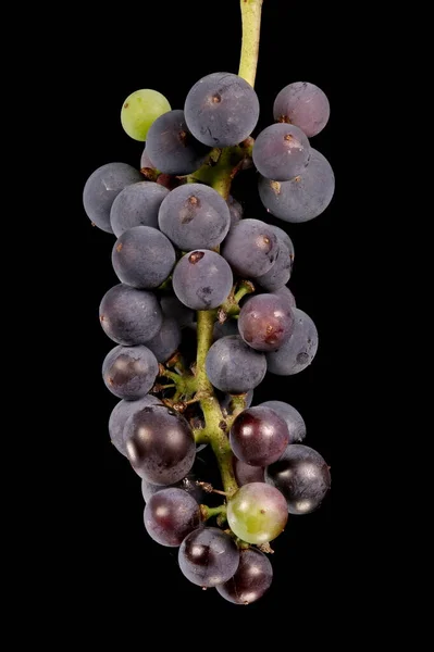 Riverbank Grape Vitis Riparia Закриття Зрілого Інфрукту — стокове фото