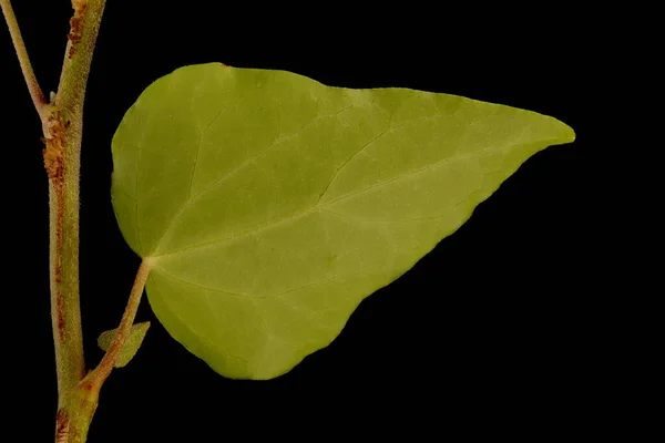 Yaygın Ivy Hedera Helix Yaprak Kapanışı — Stok fotoğraf